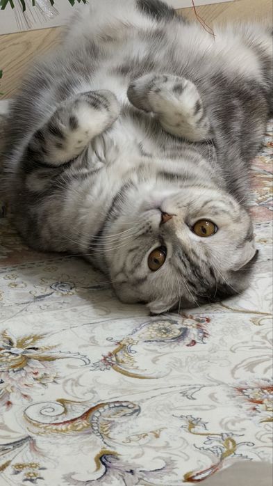 Кошки породистые