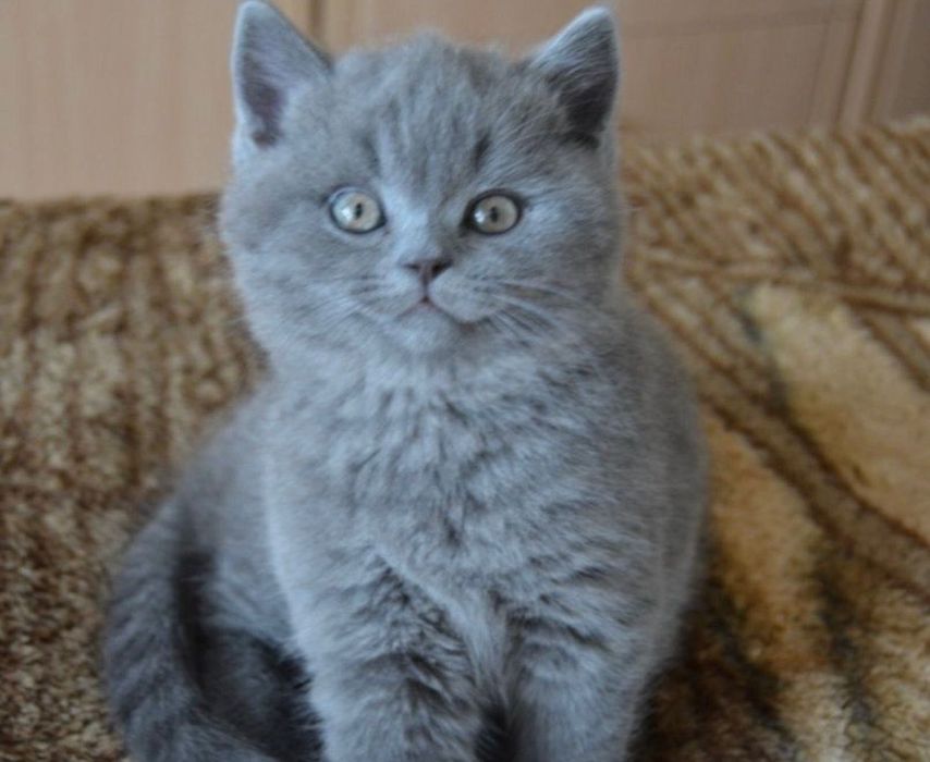 Британские котятки!