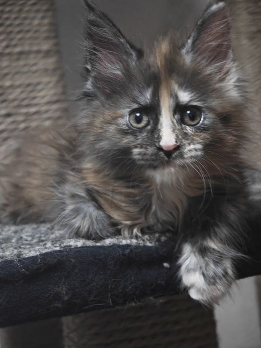 Пушистое счастье в ваш дом