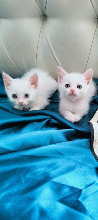 Очаровательные белоснежные котята