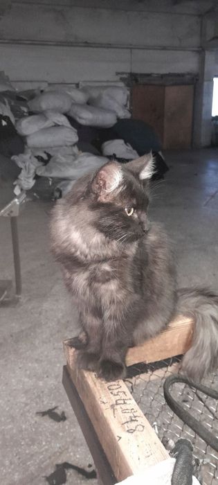 Хадяга мушук бервораман