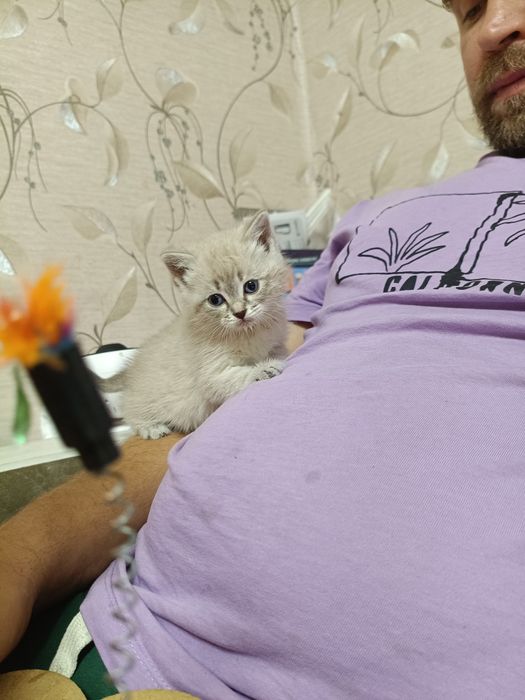 Отдам котенка девочку