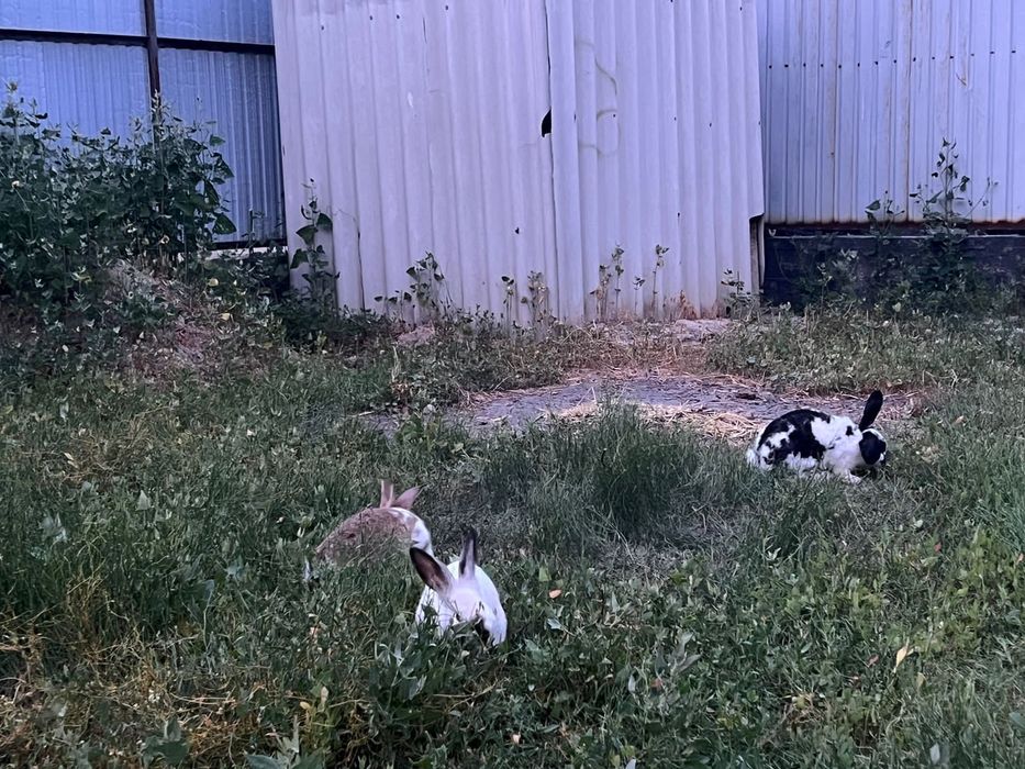 крольчата 3месеца