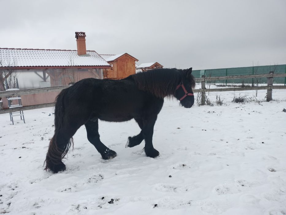 Iapă armăsar mânz mânza