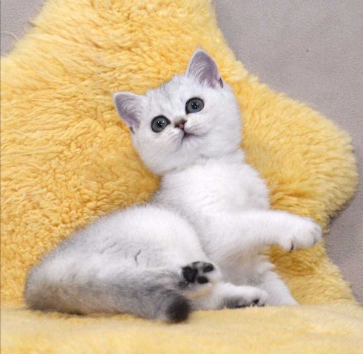 британцы серебристая шиншилла