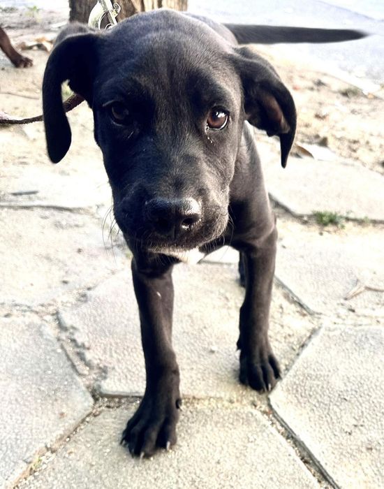 Подарявам кученца