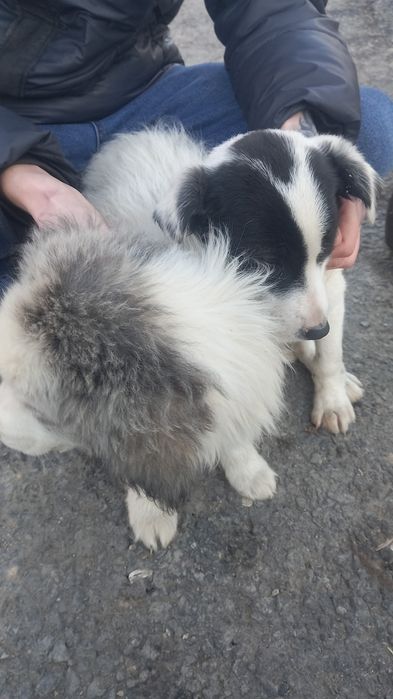 Щенки в хорошие руки