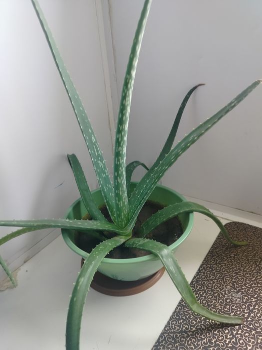 Продам алое лечебное