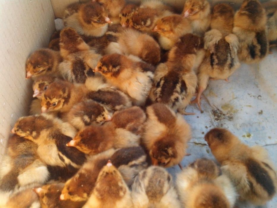 Кучинские цыплята суточные