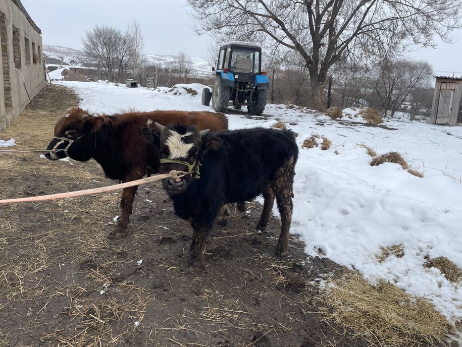 бычоктар сатылады