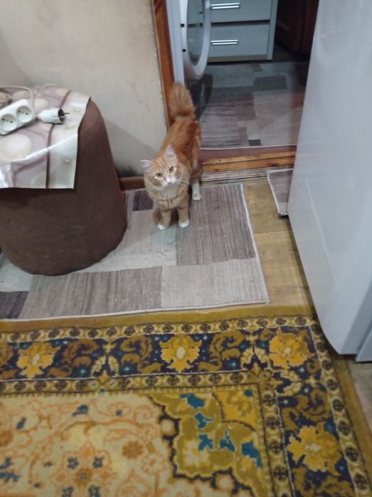 Отдам кота в хорошие руки