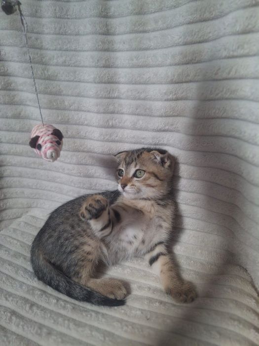 Шотландский вислоухий мальчик