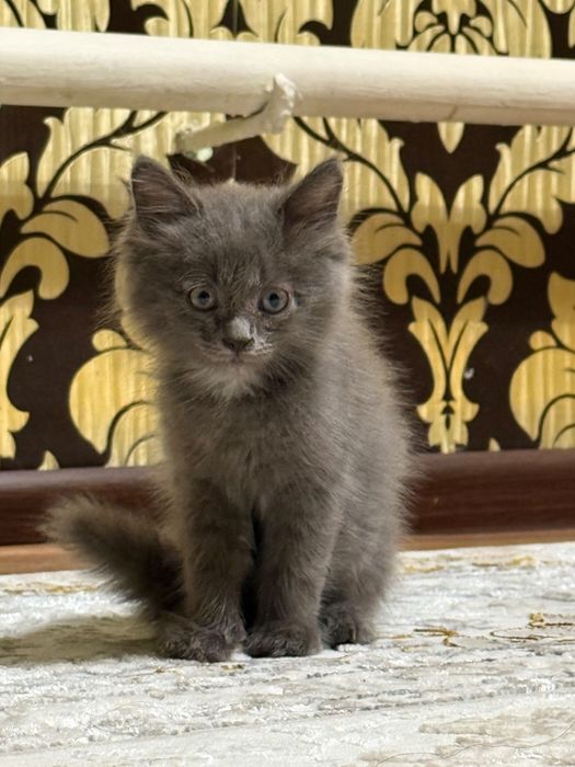 Отдам котенка в добрые руки