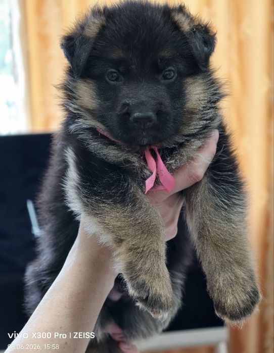 Нескцские овчарки