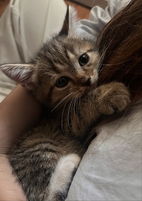 Продам котят в хорошие руки
