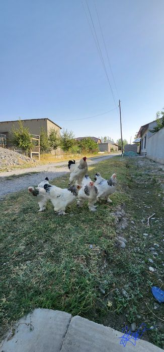 Brama gigant tovuklar tuxumlari sotiladi