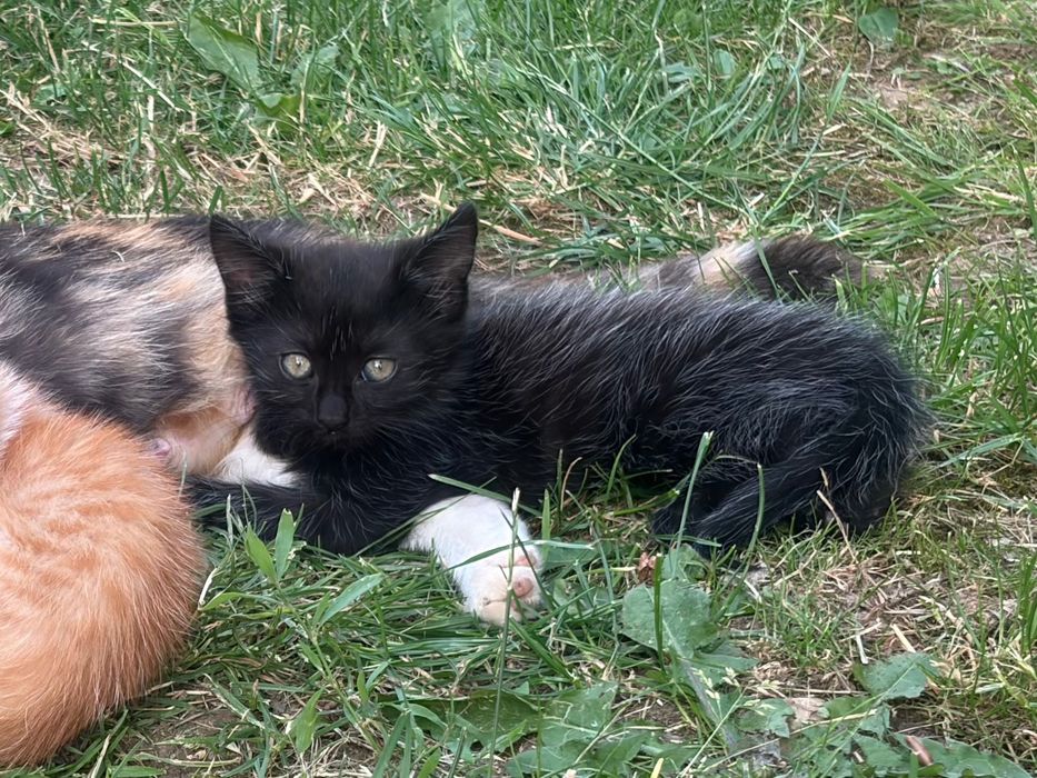 Donez Pui de pisică- femela, are câteva săptămâni