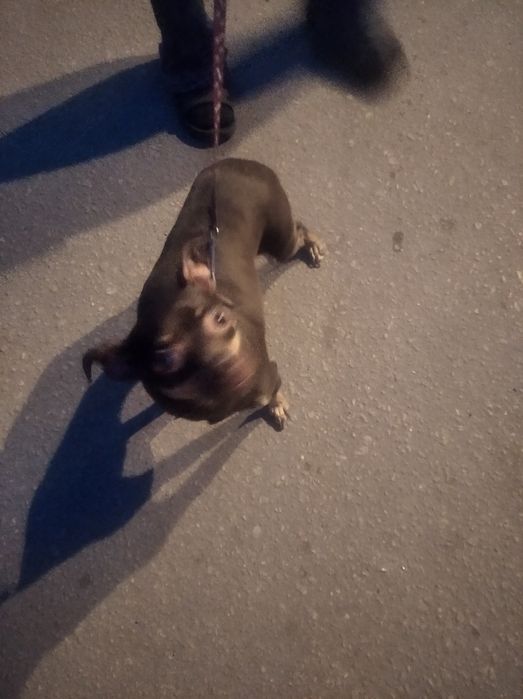 Продам карлекого пинчера