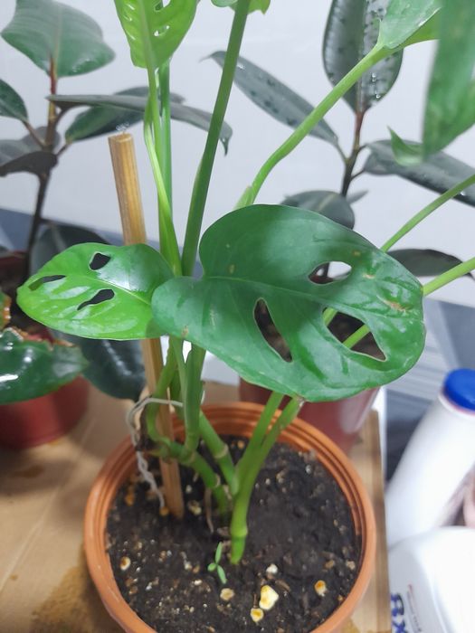 Монстера Monstera Mankey 40 ming so'm Tez o'syapti yangi barglari chiq
