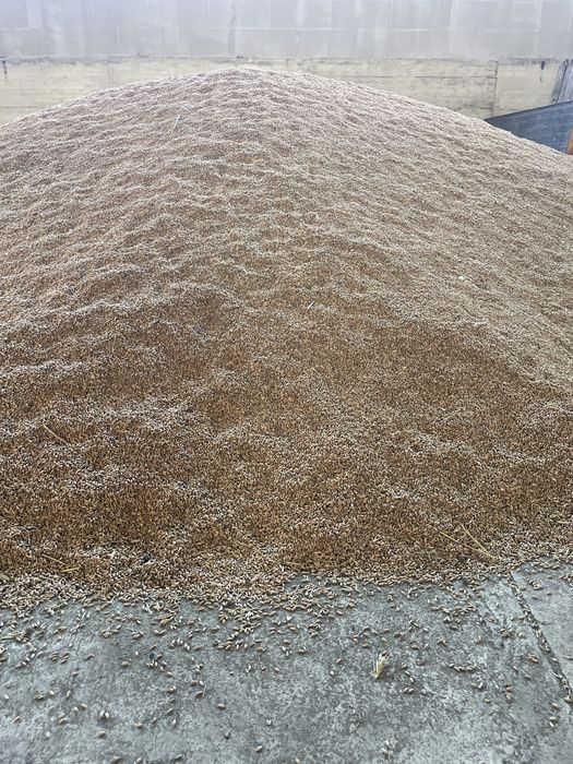 Triticale trismart curate uscate