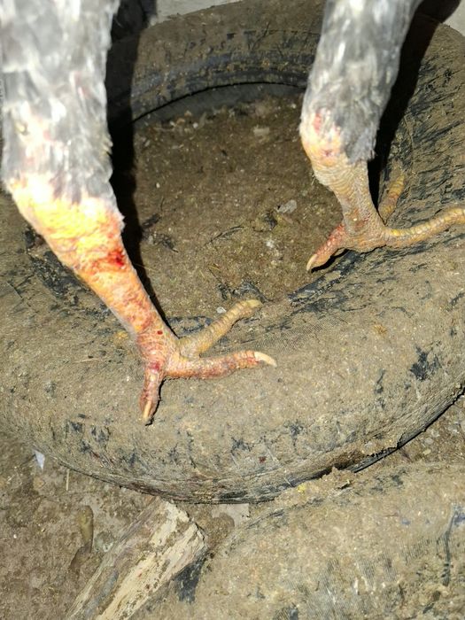 Жужа Хуроз сотилади