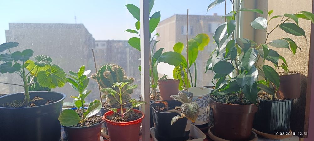 Продаются цветы комнатные