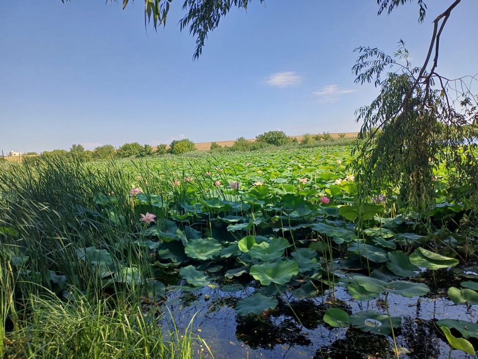 Balotesti - Teren la Lac 2700 mp