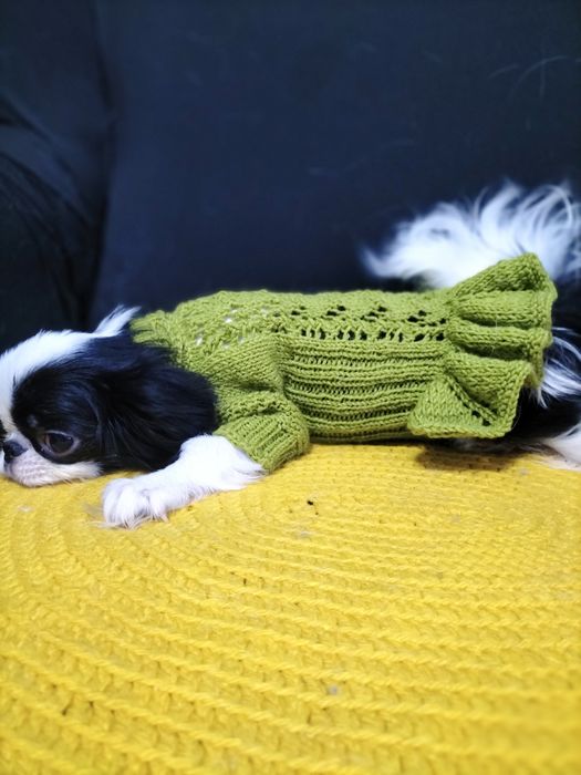 Вязаная одежда для декоративных собак.