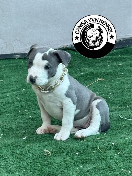 Amstaff blue.