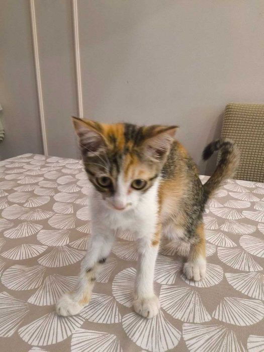 Трицветно домашне котенце момиченце търси дом