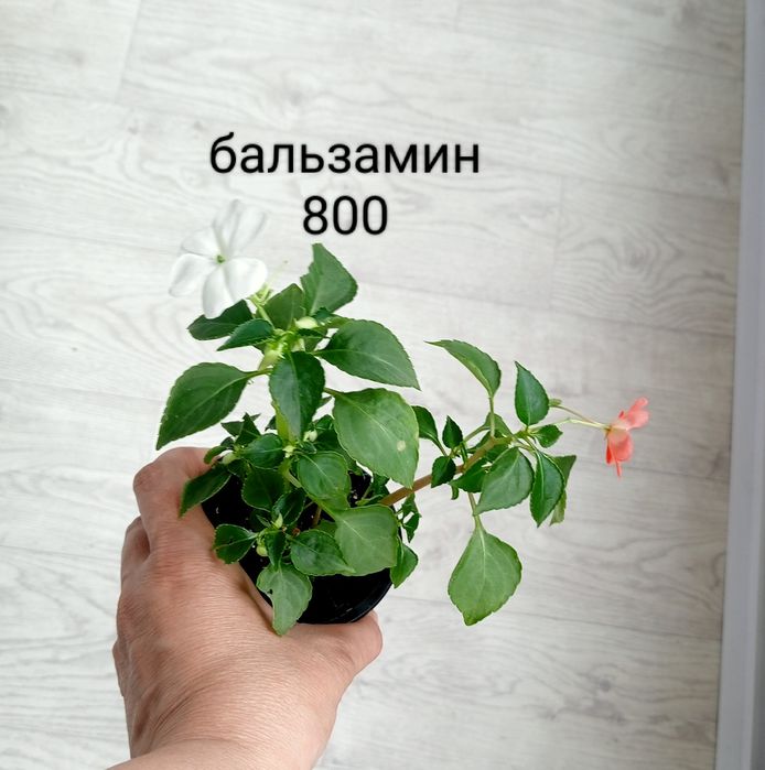 Продам комнатные цветы