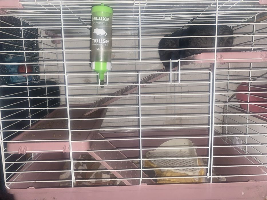 Срочно продам шиншилл