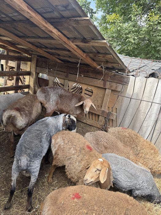 Продам домашних баран