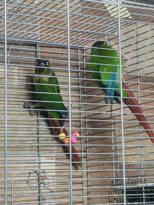 Vând pereche adulta papagali Pyrrhura Molinae