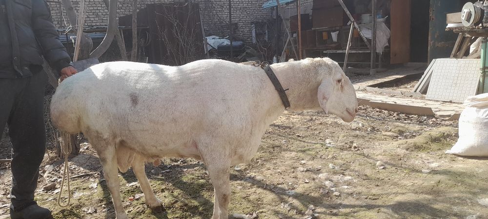 Arashan qochqor zotga sotiladi