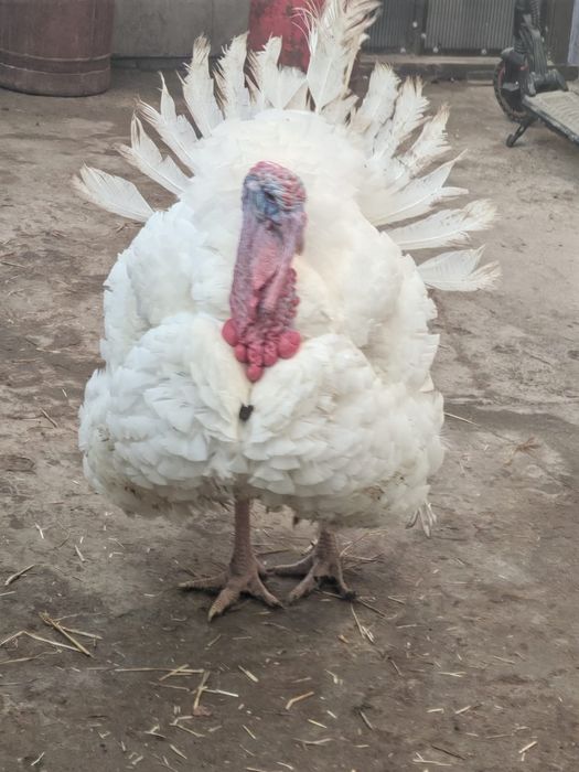 Vând curcani 4-6 kg, ideal pt cuptor, livrare gratuita în