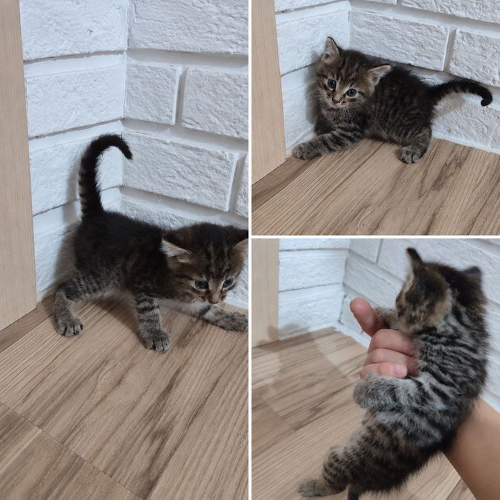 Котята,бесплатно