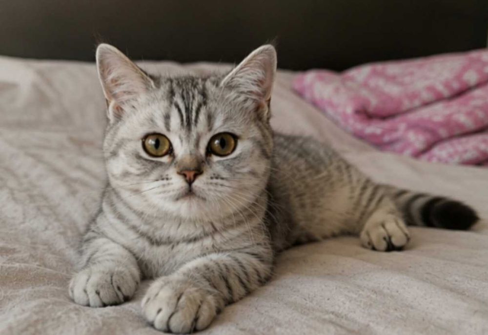 Pui British Shorthair - Silver Tabby