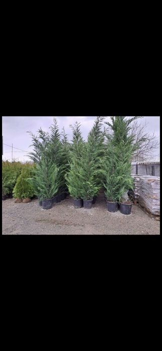 Leylandi gard viu veșnic verde