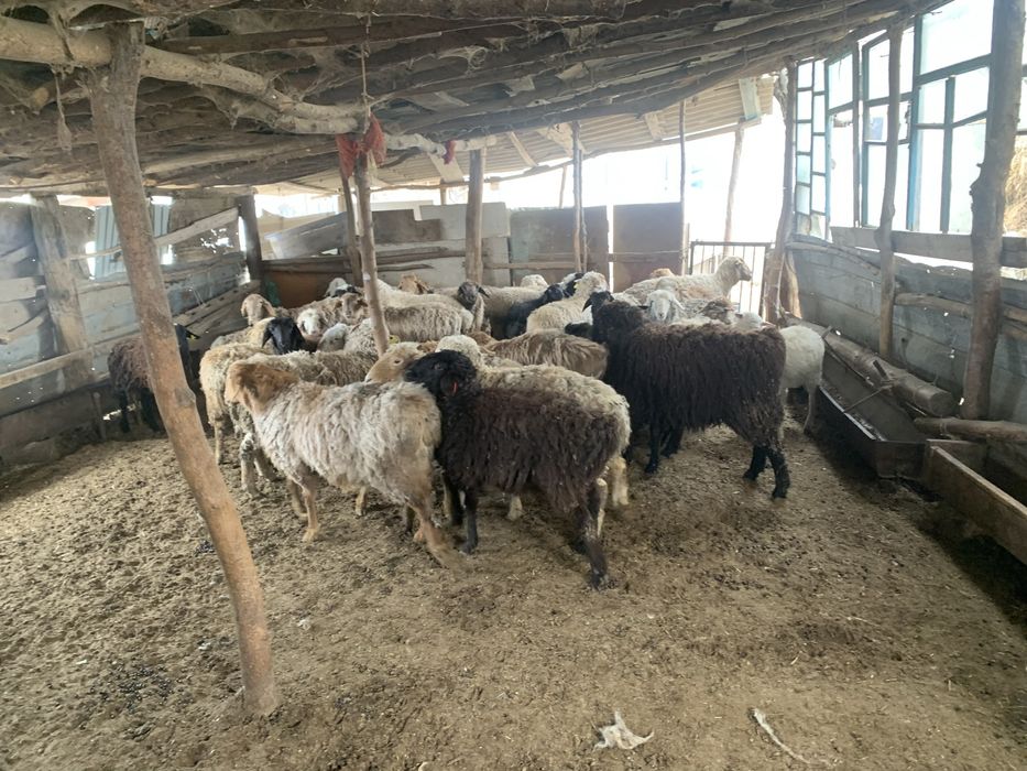 Семіз тоқтылар сатылады