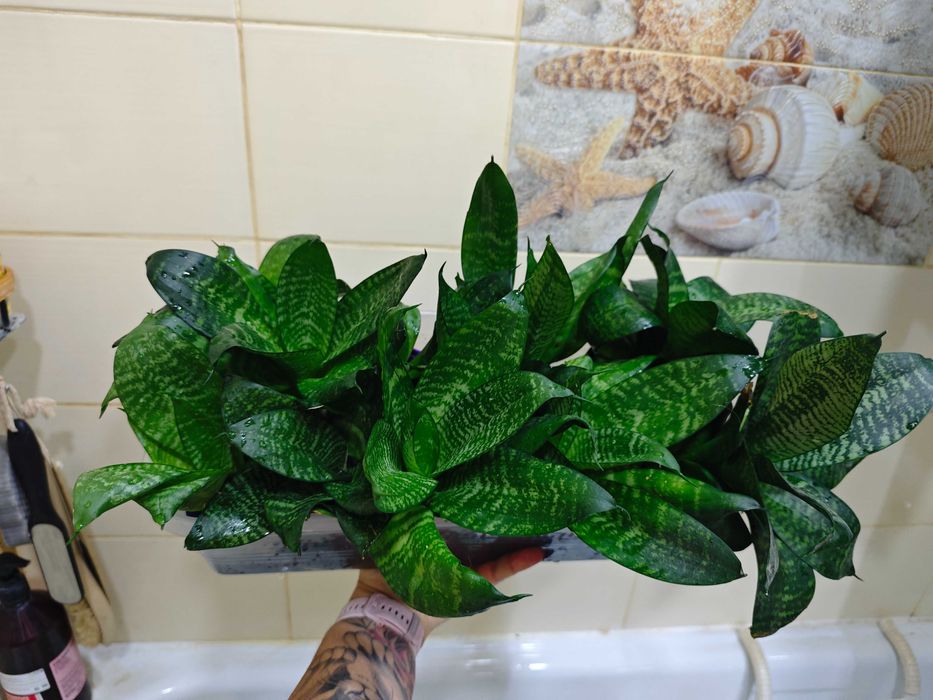 Цветы комнатные Сансивиерия