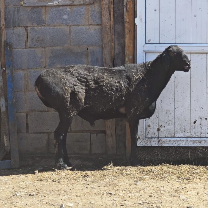 Қошқар ГИССАР құрбанға