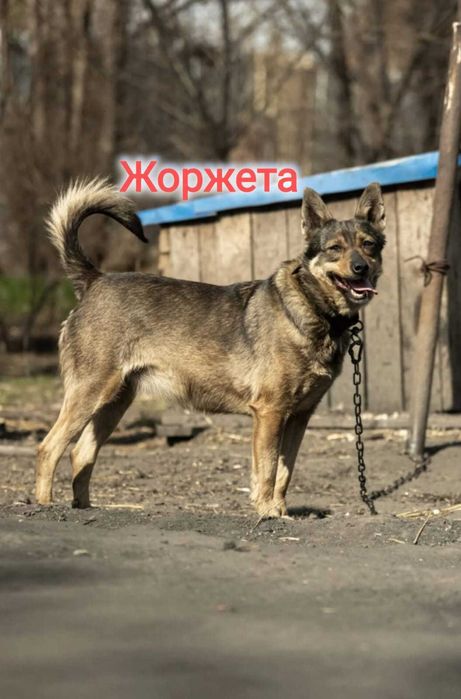 Дарю в добрые и ответственные руки