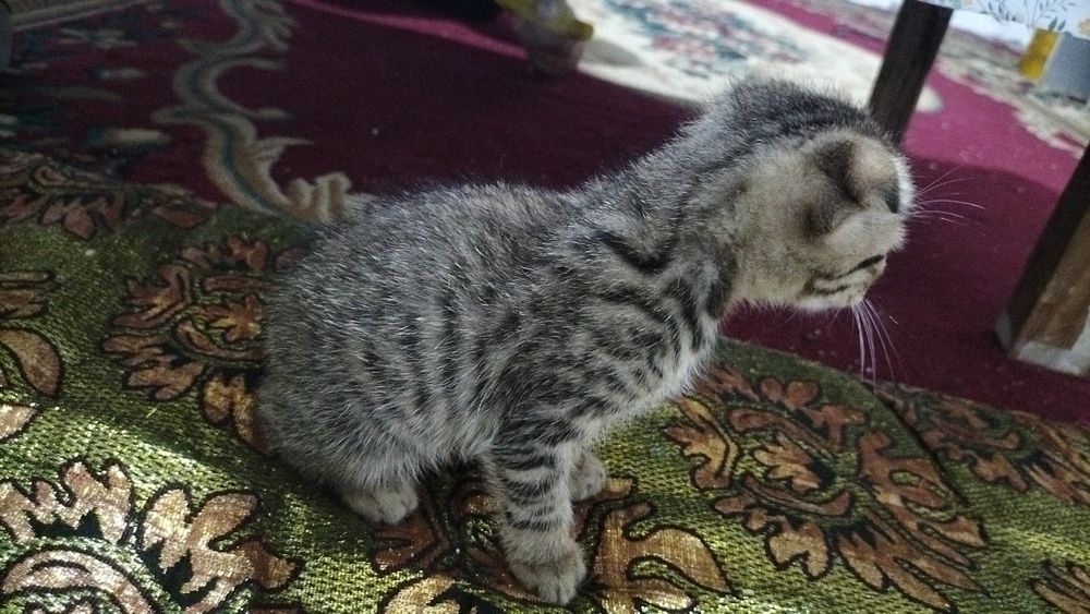 Отдам котят в добрые руки