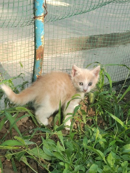 Отдам котят в добрые руки!