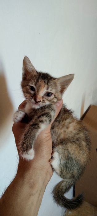 Отдам бесплатно  котята