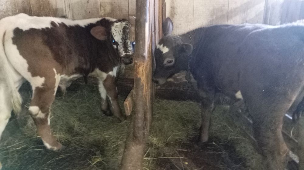 Vând 2 tăurași de 4-5 luni