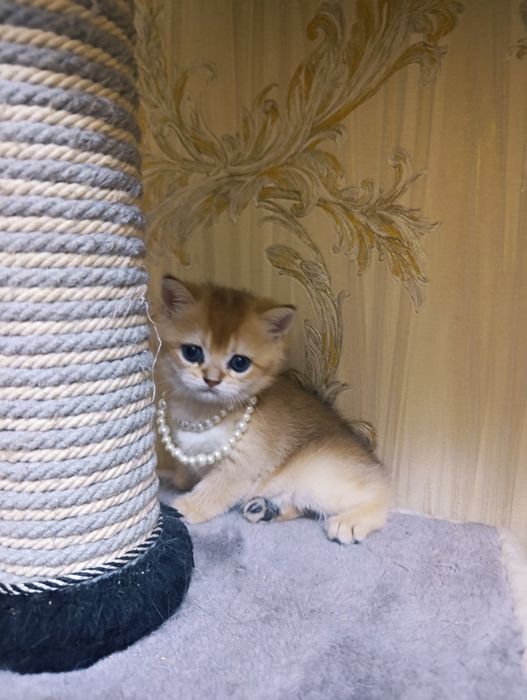Котята золотые шиншиллы!