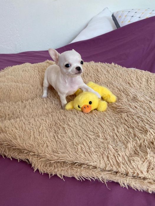 Чихуахуа Красотка