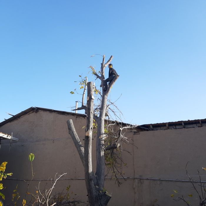 Daraxt kesish. Benzopila xizmati!!! Professional